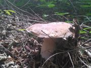 Zapraszamy na grzybobranie